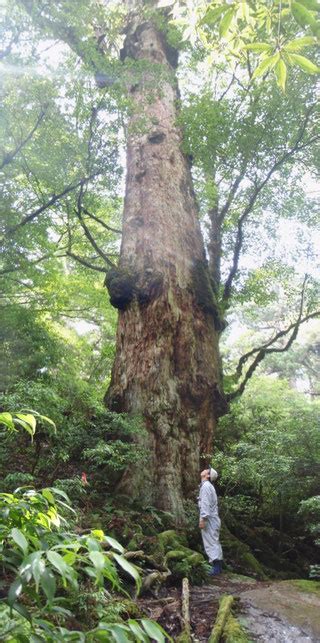 樹木|樹木の形態・生理・生態 